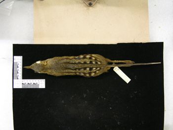 Media type: image;   Mammalogy 43732 Description: Image of skin specimen - dorsal view. dorsal view of study_skin.;